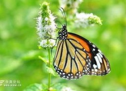 国产采精小蝴蝶,探寻自然之美与科技创新的完美融合