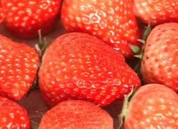 草莓国产视频,探寻本土草莓种植的魅力与风采